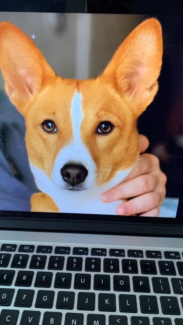 One of my greatest pleasures is painting bespoke commissions for clients.

I love the challenge of creating a work of art that captures the character and essence of their furry friends. 

It all starts with photographs of the pup and then the client chooses colours and accessories. The beauty of commissioning a bespoke portrait is that the client can really personalise it to make it truly unique.

This amazing pup was a South African Basenji called Lenin. His owner commissioned a portrait as a gift for his partner for Christmas and wanted him to wear the medal of Lenin! This was a delight to paint and the client was thrilled with the results.

Please head to my website for more information about bespoke portraits.

#commission #commissionswelcome #dogart #dogportrait #dogpainting