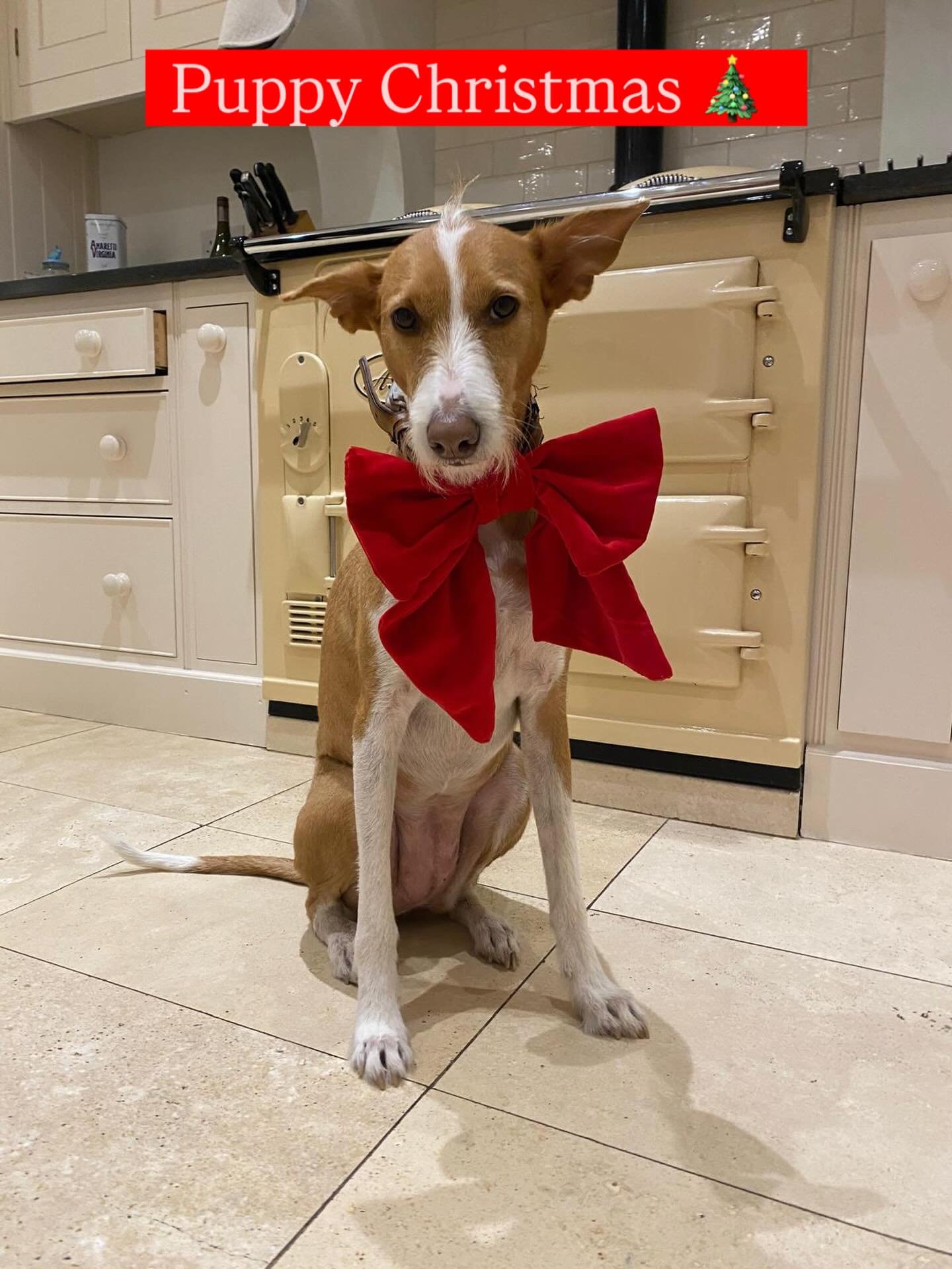 Puppy Christmas everyone!

Thank you to everyone who has supported my independent business. Thank you to all of my pawesome British suppliers too.  Wishing you all a very happy Christmas and a great New Year.

#merrychristmaseveryone #buybritish