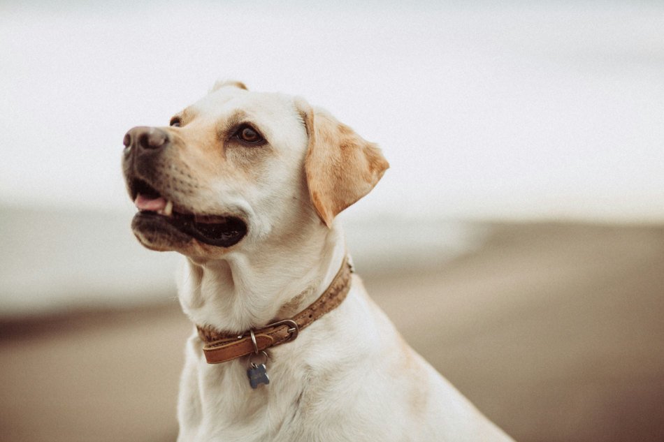 Do dogs like collars: Golden Labrador wearing a brown leather collar