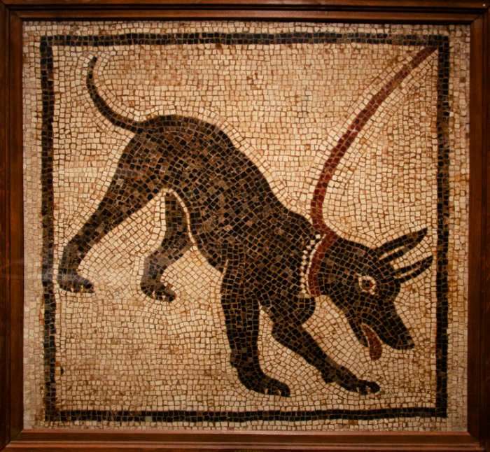 Do dogs like wearing collars: Pompeiian mosaic of guard dog in Roman times