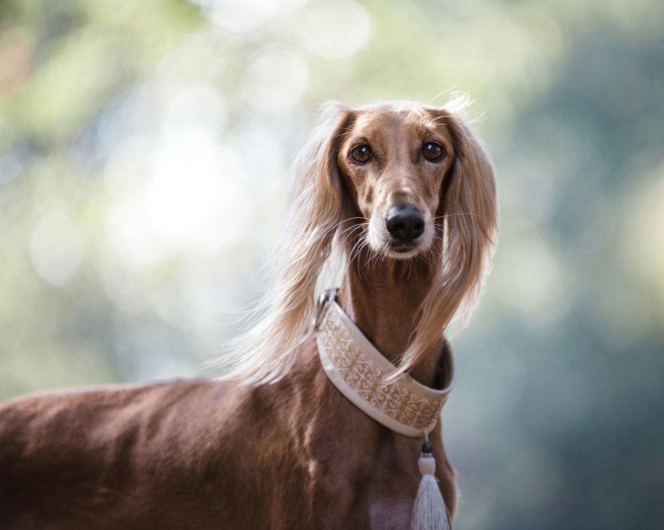 Do dogs like collars: brown Saluki wearing a Martingale collar